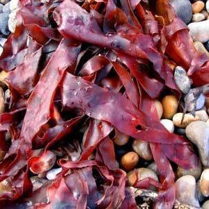 Edible red algae