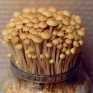 How to grow winter mushrooms