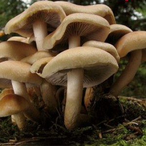 Common false mushrooms