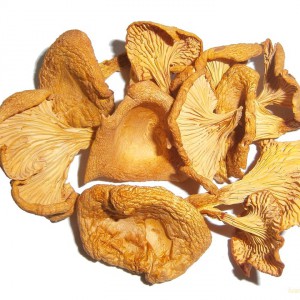 Dried chanterelles from worms