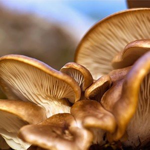 The benefits of oyster mushrooms