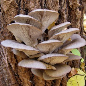 Oyster mushroom side effects