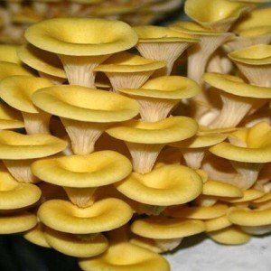 Lemon oyster mushroom