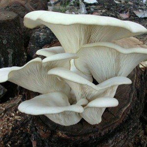 Oyster mushroom damage