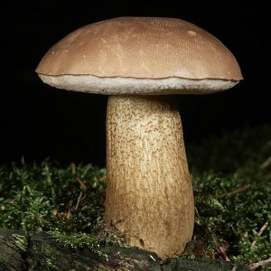 Gall mushroom