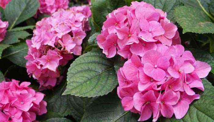 5 Simple Tips for Growing Hydrangea