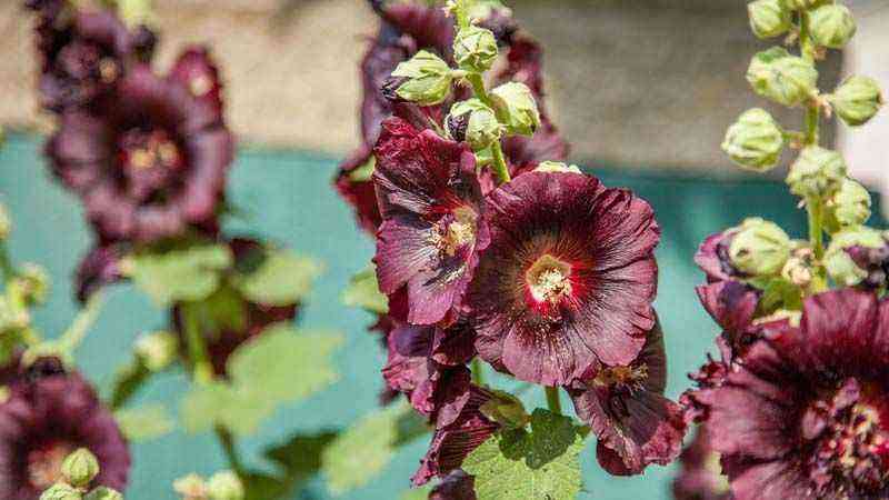 Alcea rosea, a plant that will surprise you