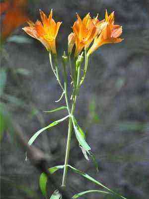 Alstroemeria aurantiaca
