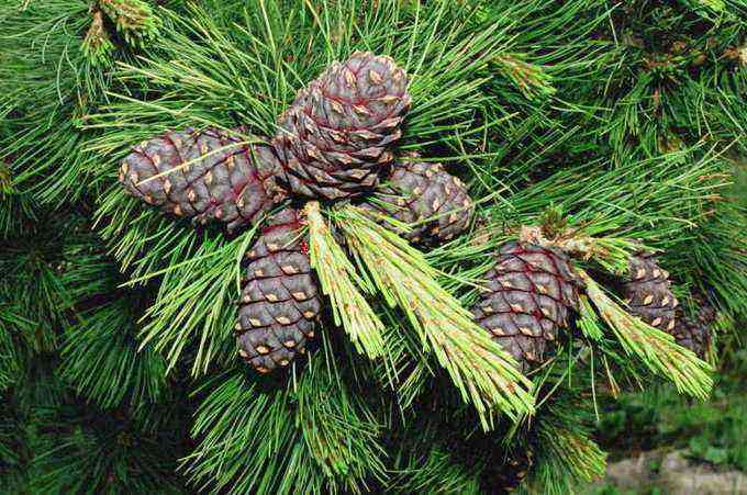 Are Siberian cedar pine and cedar the same plant?