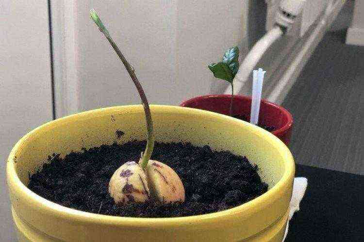 How to plant and grow an avocado from a seed at home