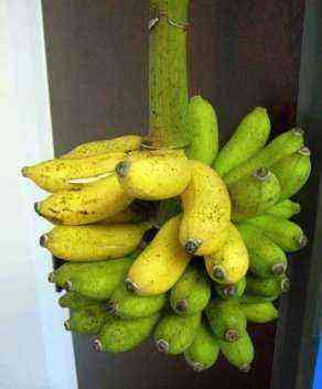 Banaanit: Enemmän kuin keltainen Frou Frou -hedelmä