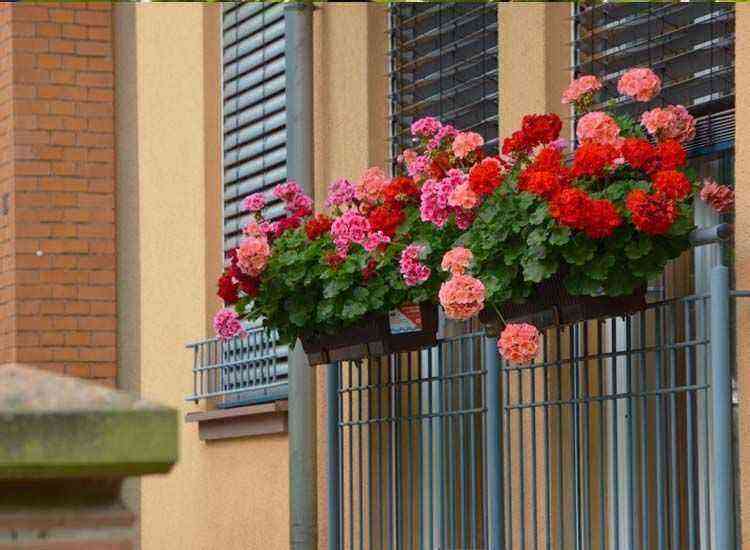 Basic tips for growing geraniums