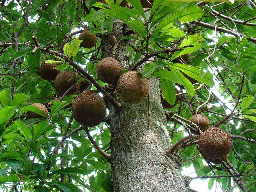 Parapähkinä Viljely ja hoitoedut