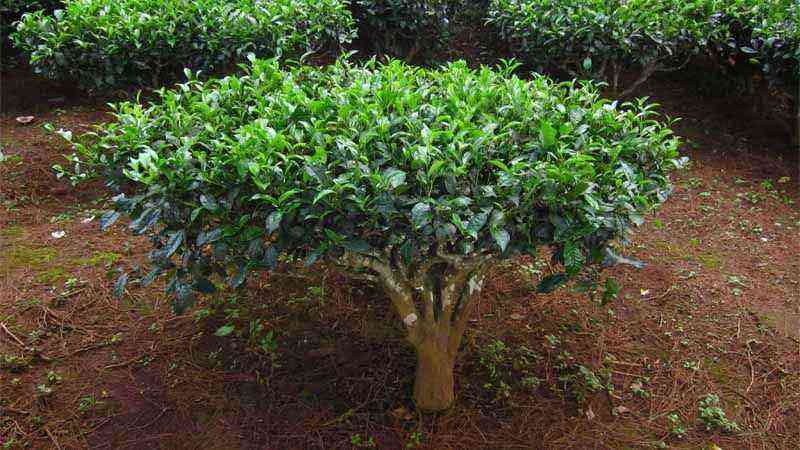 Camellia sinensis: how to grow and care guide