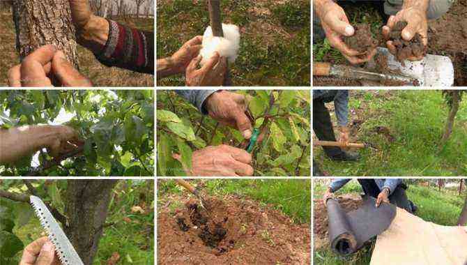 Caring for fruit trees in spring. What you need to do