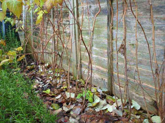 Caring for remontant raspberries in the fall, preparing for winter
