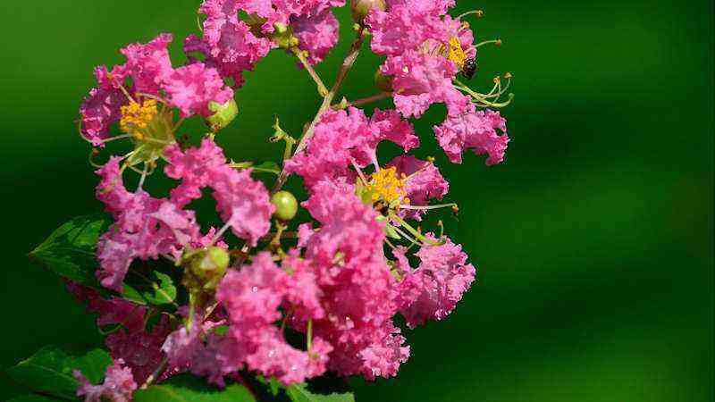 Caring for the Jupiter Tree (Lagerstroemia indica)