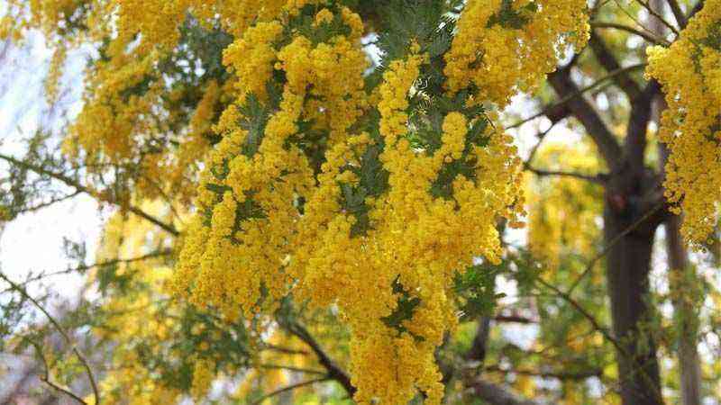 Characteristics and care guide of mimosa (Acacia dealbata)