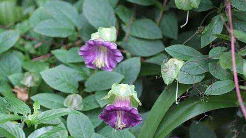 Characteristics and cultivation of purple ivy (Cobaea scandens)