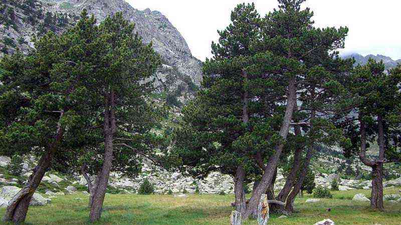 Characteristics and cultivation of the black pine (Pinus uncinata)