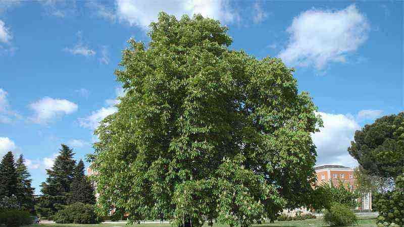 Horse chestnut tree