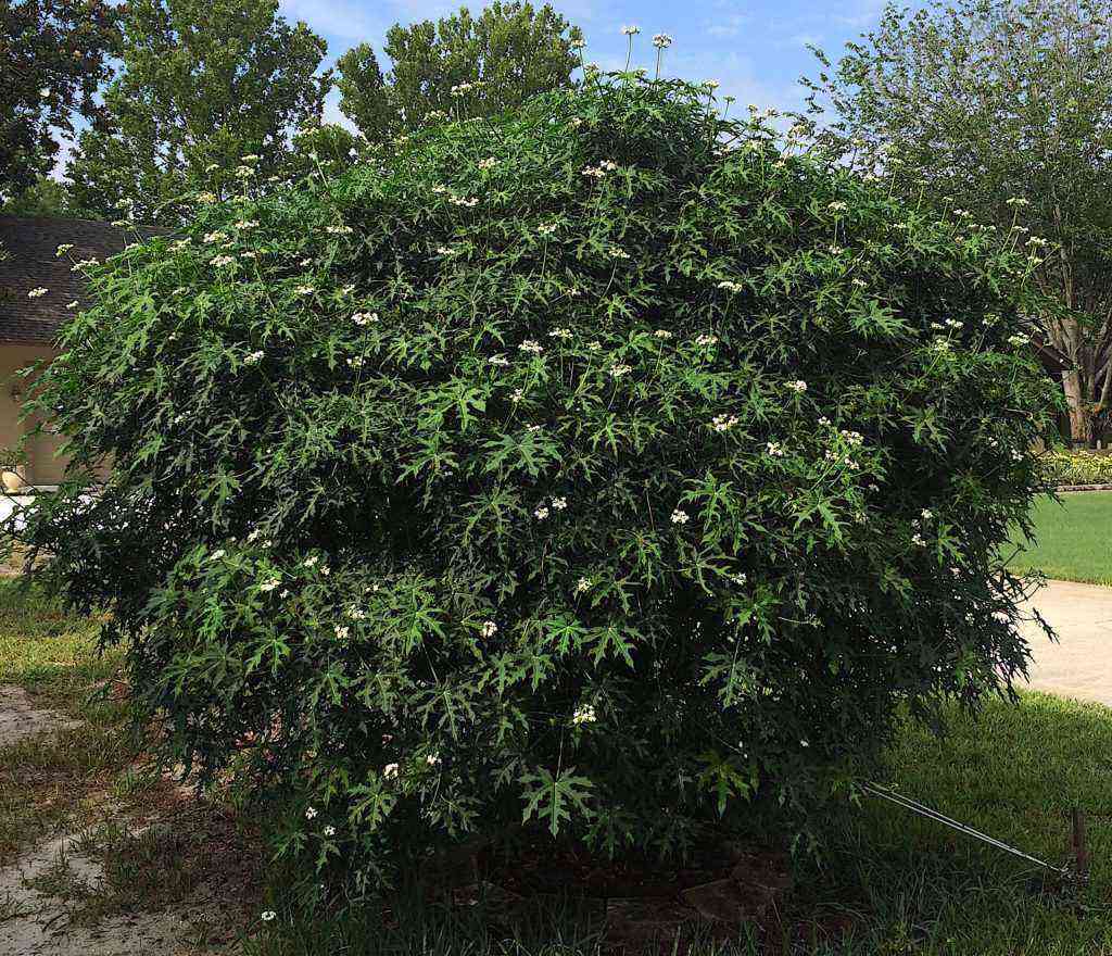 Chaya: The Spinach Tree