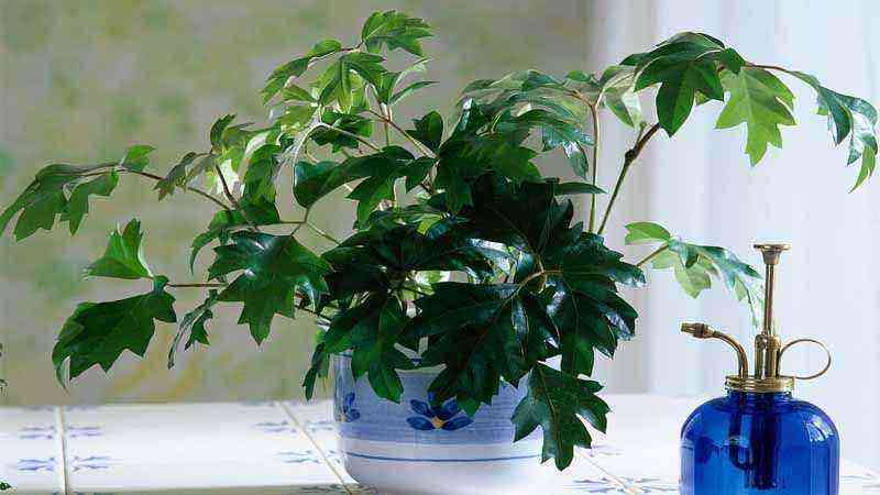 Planta Cissus rhombifolia