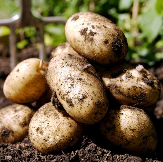 Storing seed potatoes