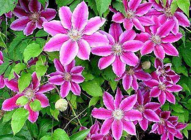 Clematis (27 photos): Types of clematis – planting, care, reproduction