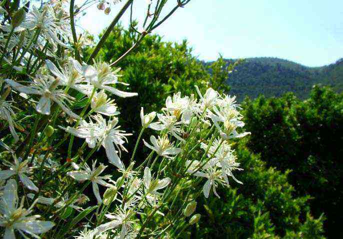 The burning type of clematis belongs to the group of "wild", landscape varieties