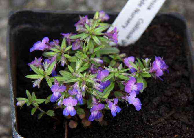 Collinsia is an unpretentious decoration for shady places