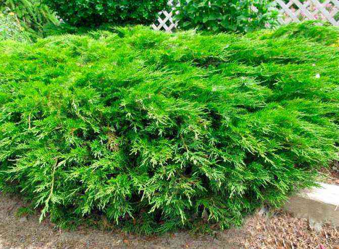 Common juniper – from planting to pruning