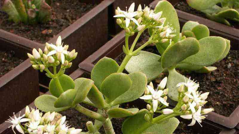 Crassula ovata, a spectacular coastal plant