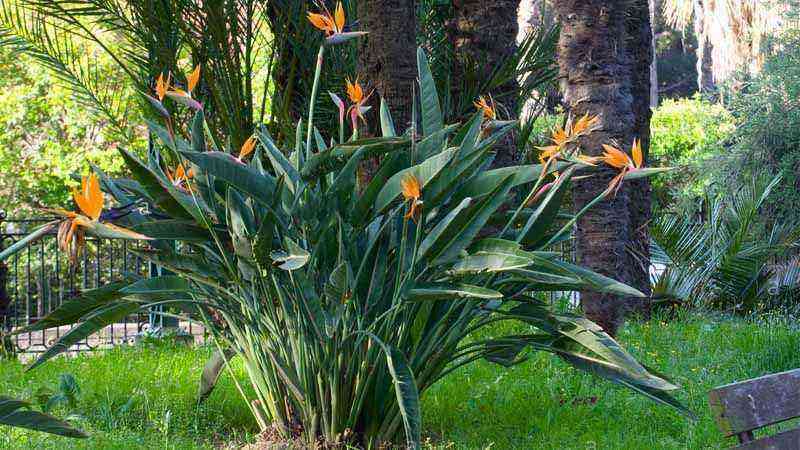 Cultivation and care of Bird of Paradise (Strelitzia reginae)