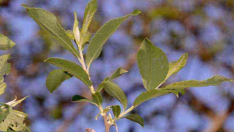 Cultivation and care of Salix atrocinerea