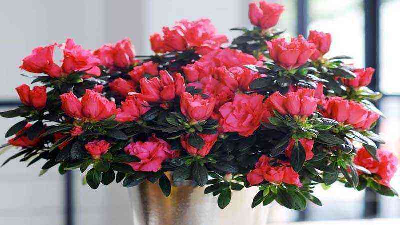 Cultivation and care of azalea japonica