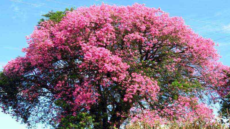 Cultivation and care of palo borracho (Ceiba speciosa)