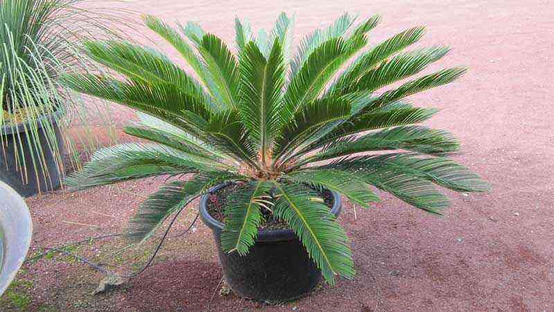 Cultivation and care of the sago palm (Cycas revoluta)