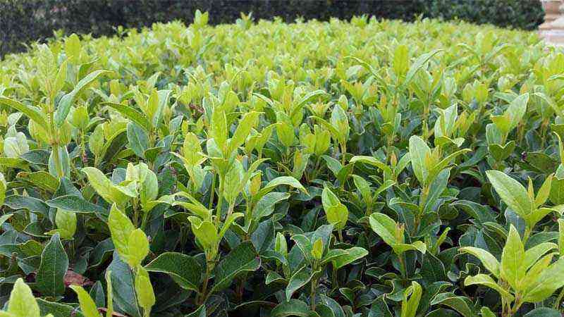 Cultivation and characteristics of viburnum (Viburnum lucidum)