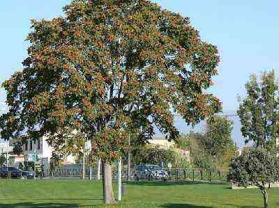 Ailanthusin (Ailanthus altissima) viljely puutarhassa