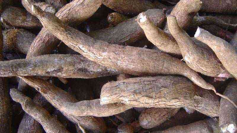 Cultivation of Manihot esculenta [Cassava, Cassava]