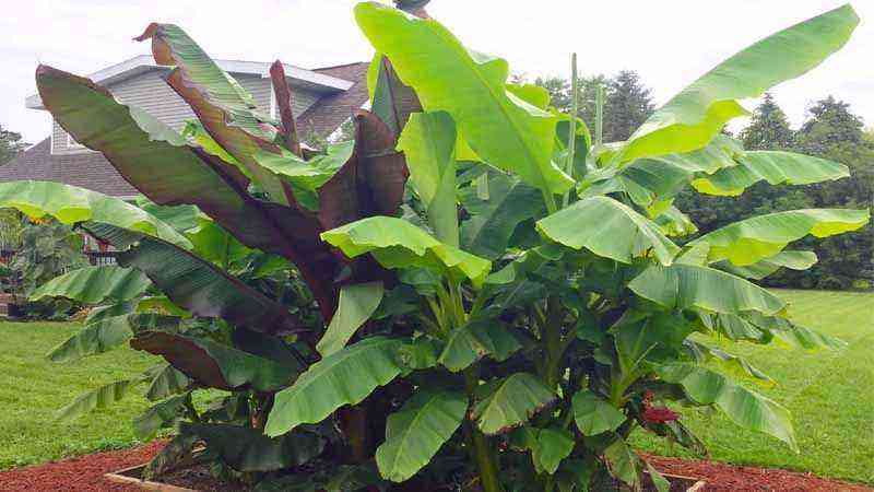 Cultivation of Musa basjoo or Japanese banana tree