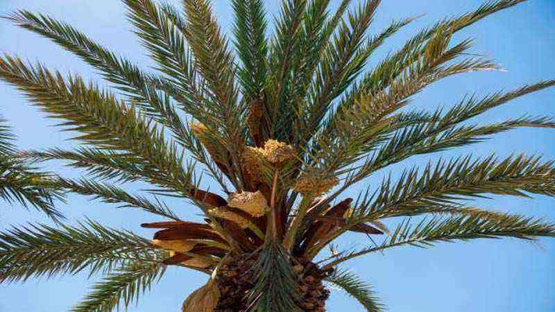 Cultivation of Phoenix Canariensis (Canary Island palm)