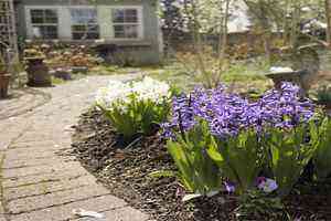 Cultivation of hyacinths