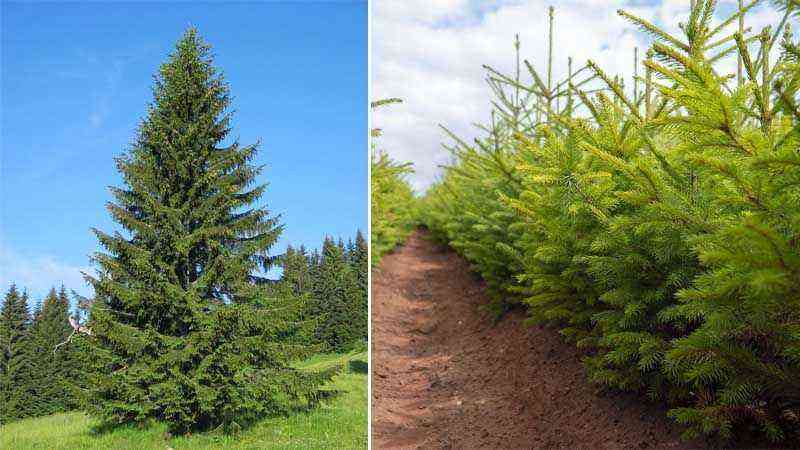 Cultivation of spruce (Picea abies)