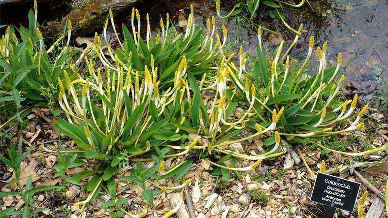 Cultivation of the aquatic plant Orontium aquaticum