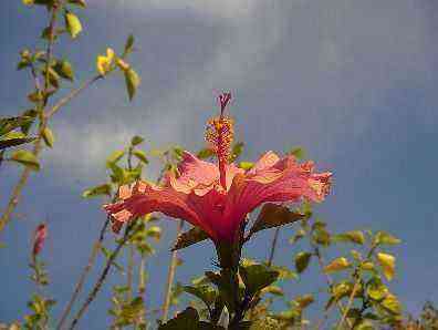 Cultivation of the hibiscus or rose of China