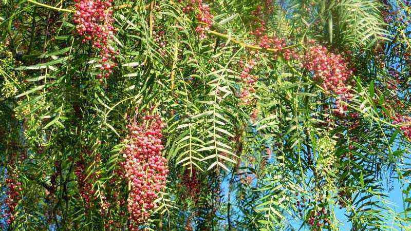 Cultivation of the spice or false pepper tree (Schinus molle)