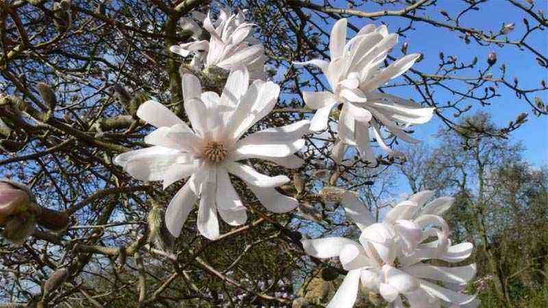 Magnolia stellata -kasvatus [magnolia estrellada]