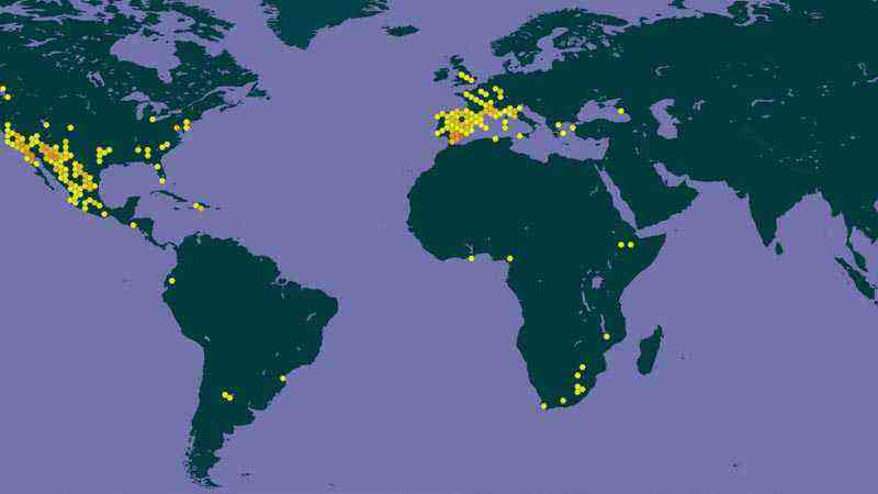 Cupressus arizonica worldwide distribution